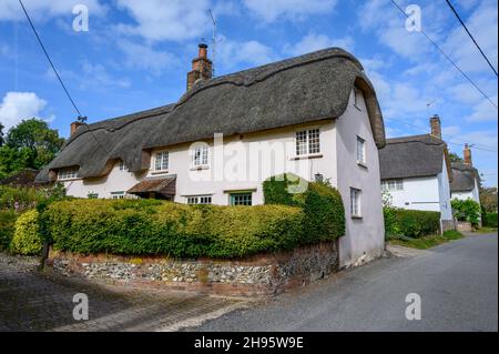 Grazioso, tetto di paglia cottage tradizionali nel villaggio di Farnham, Dorset, Inghilterra. Foto Stock