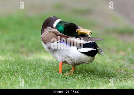 Mallard, (Anas platyrhynchos), drake che si preda e oliava le piume, bassa Sassonia, Germania Foto Stock