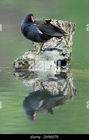 Moorhen, (Gallinula chloropus), con pulcino, riposo, arroccato su ceppo di albero, con riflessione in acqua, bassa Sassonia, Germania Foto Stock