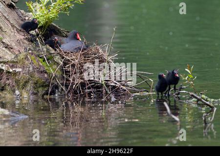 Moorhen, (Gallinula chloropus), famiglia a nido su ceppo di albero, nel lago, bassa Sassonia, Germania Foto Stock