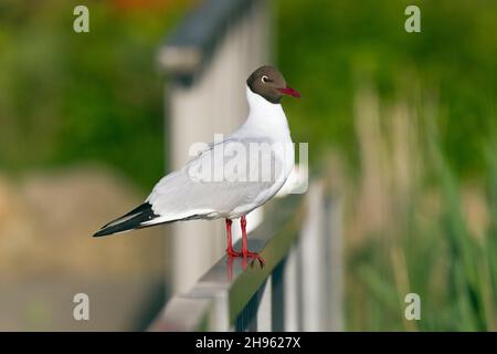 Gabbiano a testa nera, maschio seduto sul recinto sul lato del lago, bassa Sassonia, Germania (Larus ridibundis) Foto Stock