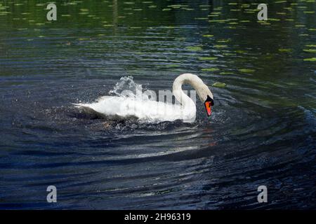 Mute Swan (Cygnus olor), in lago, balneazione, bassa Sassonia, Germania Foto Stock