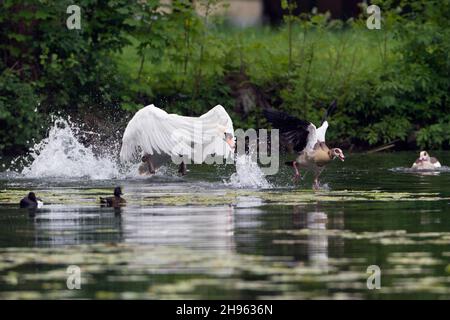 Mute Swan (Cygnus olor), sul lago, insegue l'oca egiziana, (Alopochen aegyptian), fuori del suo territorio di riproduzione, bassa Sassonia, Germania Foto Stock