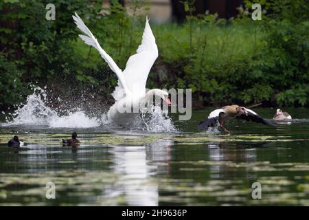 Mute Swan (Cygnus olor), sul lago, insegue l'oca egiziana, (Alopochen aegyptian), fuori del suo territorio di riproduzione, bassa Sassonia, Germania Foto Stock