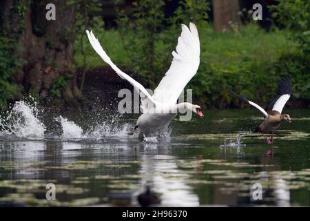 Mute Swan (Cygnus olor), sul lago, insegue l'oca egiziana, (Alopochen aegyptian), fuori del suo territorio di riproduzione, bassa Sassonia, Germania Foto Stock