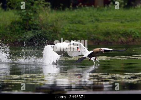 Mute Swan (Cygnus olor), sul lago, insegue l'oca egiziana, (Alopochen aegyptian), fuori del suo territorio di riproduzione, bassa Sassonia, Germania Foto Stock