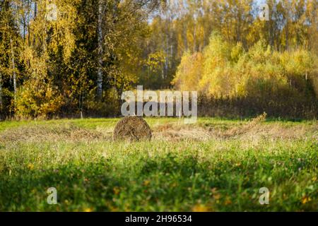 rotoli di fieno af in verde prato autunnale. agrocultura di campagna Foto Stock