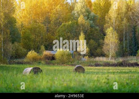 rotoli di fieno af in verde prato autunnale. agrocultura di campagna Foto Stock