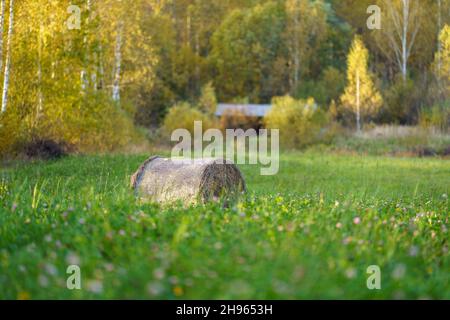 rotoli di fieno af in verde prato autunnale. agrocultura di campagna Foto Stock