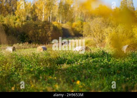 rotoli di fieno af in verde prato autunnale. agrocultura di campagna Foto Stock