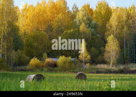 rotoli di fieno af in verde prato autunnale. agrocultura di campagna Foto Stock