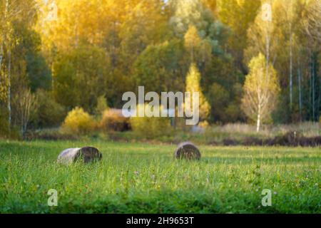 rotoli di fieno af in verde prato autunnale. agrocultura di campagna Foto Stock