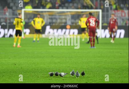 Dortmund, Germania. 4 dicembre 2021. Football, Bundesliga, Borussia Dortmund - FC Bayern Monaco, Matchday 14 al Signal Iduna Park. I piccioni sono seduti in campo. NOTA IMPORTANTE: In conformità con le norme della DFL Deutsche Fußball Liga e della DFB Deutscher Fußball-Bund, è vietato utilizzare o utilizzare fotografie scattate nello stadio e/o della partita sotto forma di immagini di sequenza e/o di serie fotografiche video-simili. Credit: Bernd Thissen/dpa/Alamy Live News Foto Stock