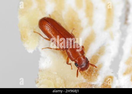 Latheticus oryzae nome comune Beetle a testa lunga della famiglia Tenebronidae, gli scarabei scuri. Foto Stock