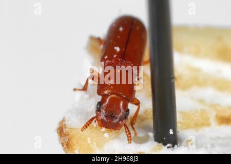 Latheticus oryzae nome comune Beetle a testa lunga della famiglia Tenebronidae, gli scarabei scuri. Foto Stock