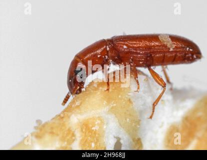 Latheticus oryzae nome comune Beetle a testa lunga della famiglia Tenebronidae, gli scarabei scuri. Foto Stock