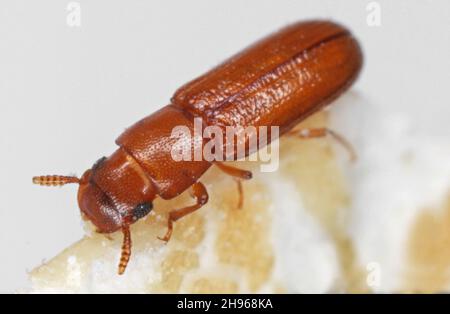 Latheticus oryzae nome comune Beetle a testa lunga della famiglia Tenebronidae, gli scarabei scuri. Foto Stock