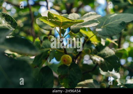 Le figg. Sul ramo di un albero di fig. Foto di alta qualità Foto Stock