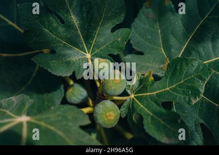 Le figg. Sul ramo di un albero di fig. Foto di alta qualità Foto Stock