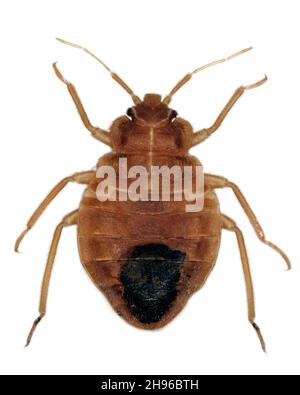 Bedbug (Cimex lectularius) isolato su sfondo bianco. Larva con addome riempito di sangue umano. Foto Stock