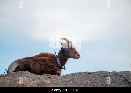 Una pecora di Bighorn che posa su una roccia con il suo collo tagged Foto Stock