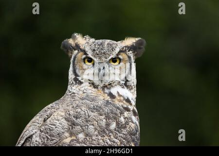 Gufo grande-cornuto (Bubo virginianus) ritratto adulto, agosto, condizioni controllate Foto Stock