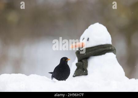 Comune Blackbird (Turdus merula) maschio adulto in piedi sulla neve con pupazzo di neve sullo sfondo, Suffolk, Inghilterra, febbraio Foto Stock