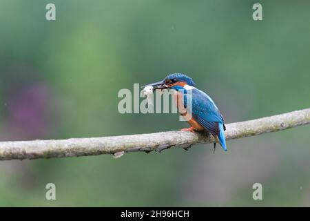 Kingfisher comune (Alcedo atthis) maschio adulto, arroccato sul ramo con Stickleback a tre spinti e Rudd comune in becco Foto Stock