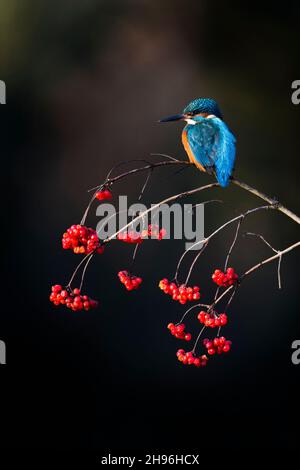 Comune Kingfisher (Alcedo atthis) maschio adulto, arroccato su rosa guelder (oppulus di Viburnum) ramoscato con bacche, Suffolk, Inghilterra, dicembre Foto Stock