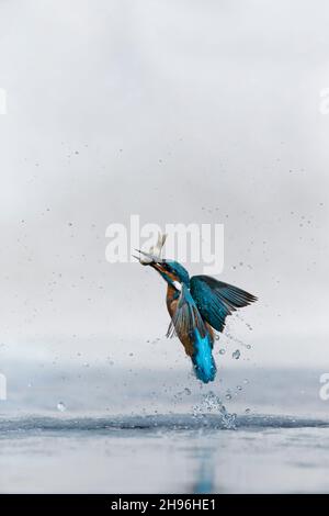 Kingfisher comune (Alcedo atthis) maschio adulto, emergente da immersione in stagno congelato con Carp Crucian (Carassius carassius) preda in becco, Suffolk, Inghilterra Foto Stock