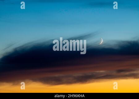 Ceretta primo quarto di luna, mezzaluna, USA, di Dominique Braud/Dembinsky Photo Assoc Foto Stock
