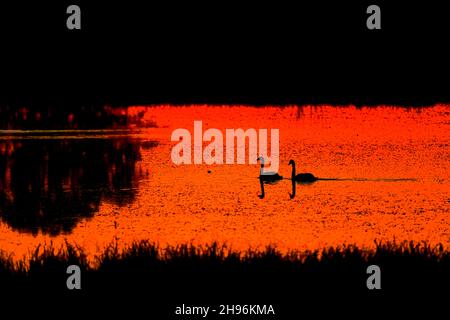 Cigni trombettieri in stagno, tramonto, migrazione, autunno, Nord America, Di Dominique Braud/Dembinsky Photo Assoc Foto Stock