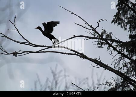 Silhouette di un Cormorano che si stanca da un ramo d'albero Foto Stock