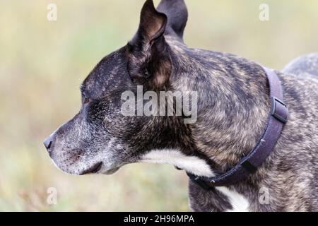 Un colore brindle Pit bull tipo cane. Quebec, Canada Foto Stock