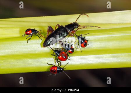 Novello predatore Red & Black Shield bug ninfe, specie sconosciute, succhiare i fluidi corporei da un scarabeo Darkling, Lepturidea sp.The scarabeo sembra morto Foto Stock