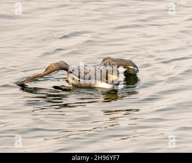 Comune Loon immaturo giovane uccello nuotare nel suo ambiente e habitat circostante, mostrando il suo crescente palco spalmato ali e piuma. Foto Stock