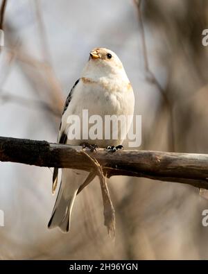 Vista ravvicinata degli uccelli da neve, arroccata su un ramo di alberi con sfondo sfocato nel suo ambiente e habitat. Immagine. Immagine. Verticale. Foto Stock