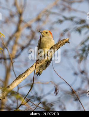 Vista ravvicinata del profilo Woodpecker con ornamenti rossi arroccato su un ramo con sfondo sfocato della foresta nel suo ambiente e habitat. Immagine Woodpecker. Foto Foto Stock