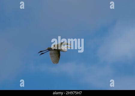 Una grande egretta (Ardea alba) vola in alto alla Big Cypress National Preserve, Collier County, Florida, USA. Foto Stock