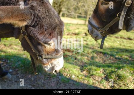 Carino testa di asino marrone con tamed su un campo verde da vicino Foto Stock