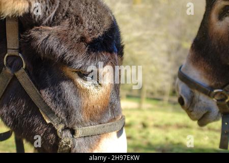 Carino testa di asino marrone con tamed su un campo verde da vicino Foto Stock