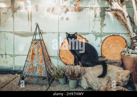 gatto nero seduto accanto alla casa sul portico. Foto Stock