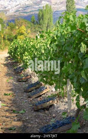 Casse di legno sciocco di uve raccolte in vigna serata Foto Stock