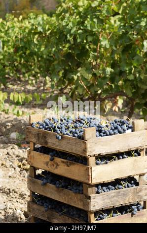 Casse di legno sciocco di uve raccolte in vigna serata Foto Stock