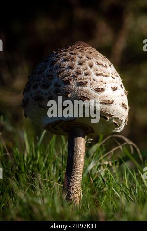 Un fungo di Lepiota cresce nel campo durante la caduta. Foto Stock