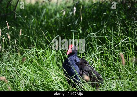 Swamphen viola, o pukeko, in piedi in erba lunga in una giornata estiva luminosa Foto Stock