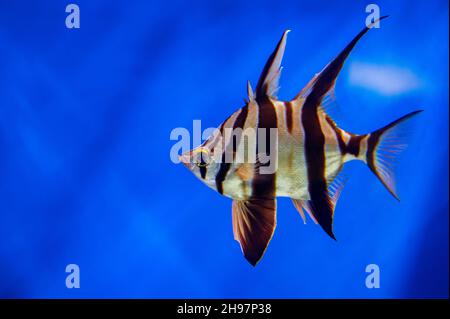 Enoploso armatus o pesce di vecchia moglie con colorazione argento-e-nero, verticale, zebra-striato, e dalle sue due pinne dorsali prominenti in acquario Foto Stock