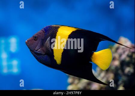 Vista ravvicinata dell'asfur di pomacanthus o dell'Angelfish arabo nell'acquario Foto Stock