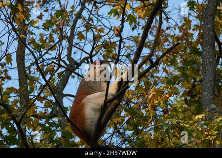 La scimmia comune di patas (Erythrocebus patas), la scimmia wadi o la scimmia hussar che sale su un albero Foto Stock