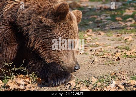 Orso bruno (Ursus arctos) che riposa Foto Stock